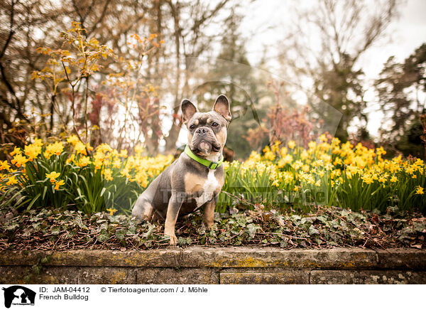 French Bulldog / JAM-04412