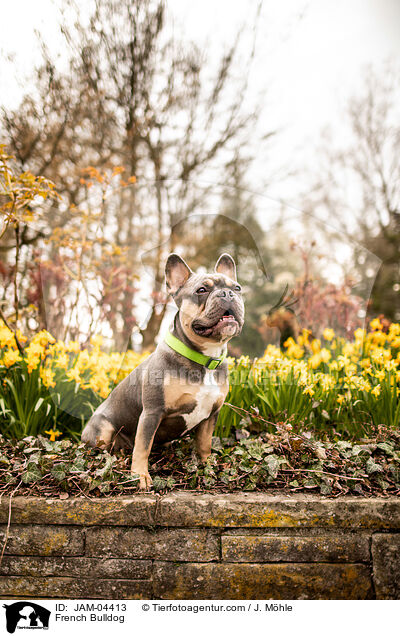 French Bulldog / JAM-04413