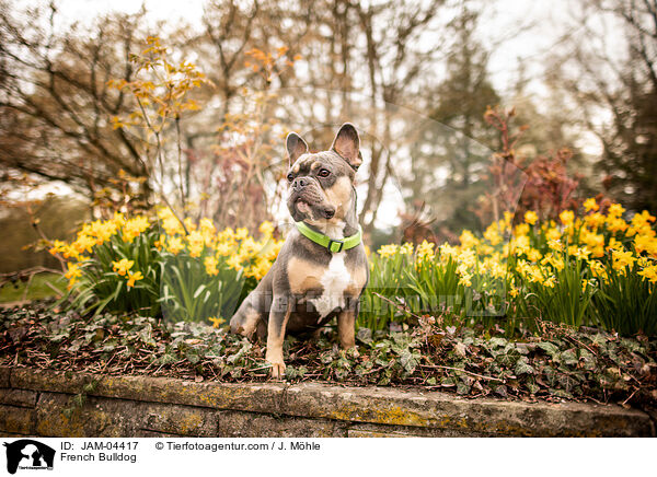 French Bulldog / JAM-04417