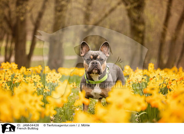French Bulldog / JAM-04428