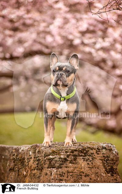 French Bulldog / JAM-04432