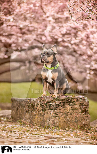 French Bulldog / JAM-04436