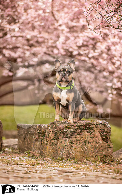 French Bulldog / JAM-04437