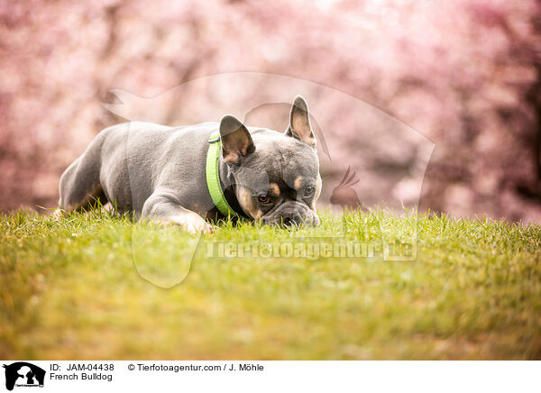 French Bulldog / JAM-04438
