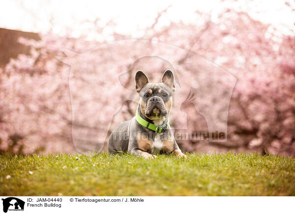French Bulldog / JAM-04440