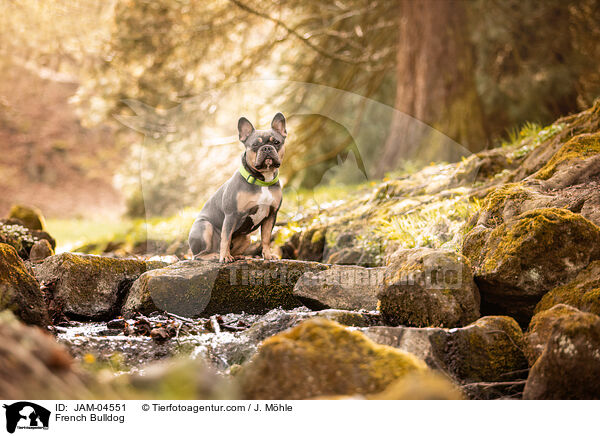 French Bulldog / JAM-04551