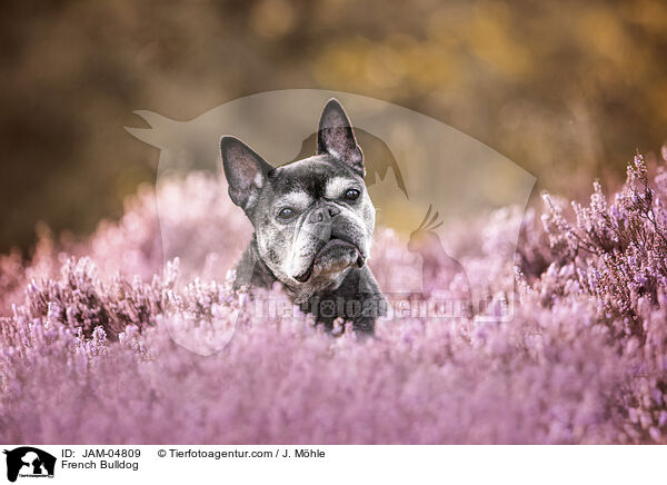 Franzsische Bulldogge / French Bulldog / JAM-04809