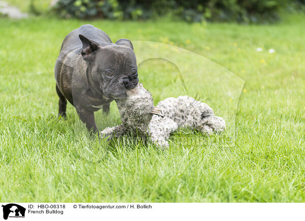 Franzsische Bulldogge / French Bulldog / HBO-06318