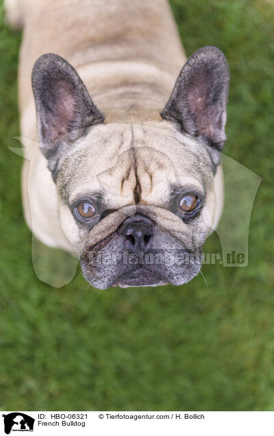 French Bulldog / HBO-06321