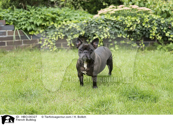 Franzsische Bulldogge / French Bulldog / HBO-06327