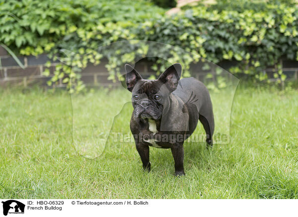 French Bulldog / HBO-06329