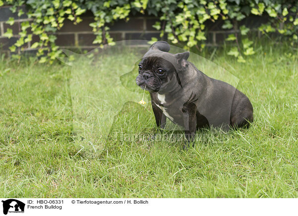 French Bulldog / HBO-06331