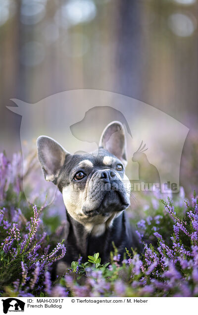 French Bulldog / MAH-03917