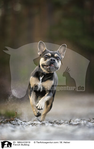 French Bulldog / MAH-03919