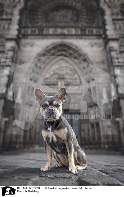 Franzsische Bulldogge / French Bulldog / MAH-03920