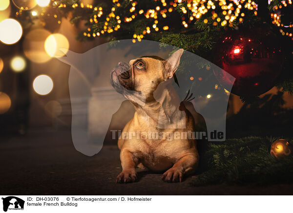 female French Bulldog / DH-03076