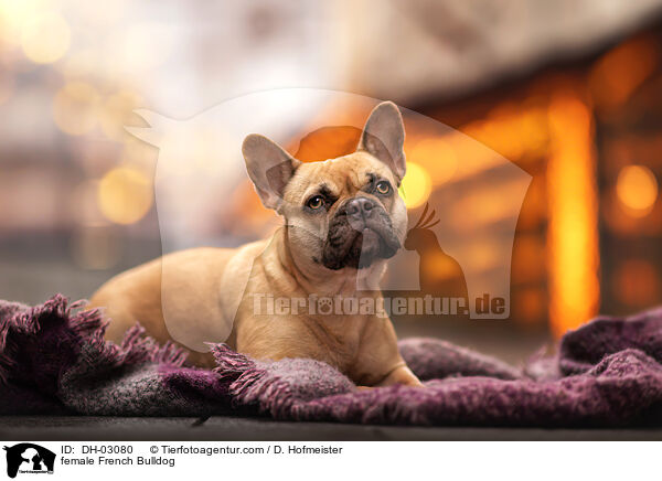 female French Bulldog / DH-03080