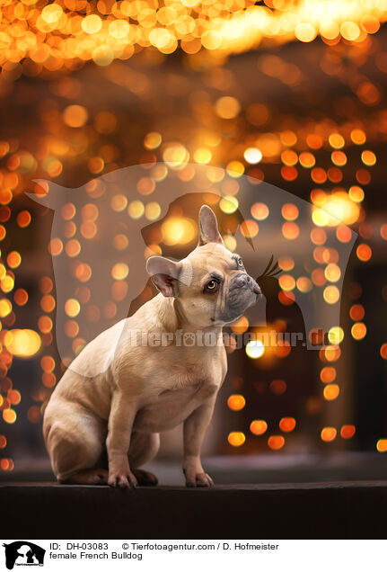female French Bulldog / DH-03083