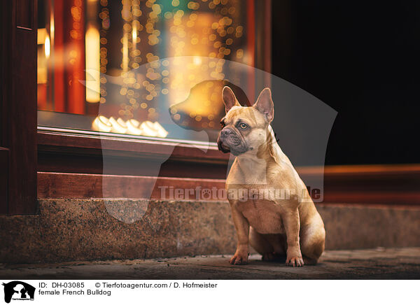female French Bulldog / DH-03085
