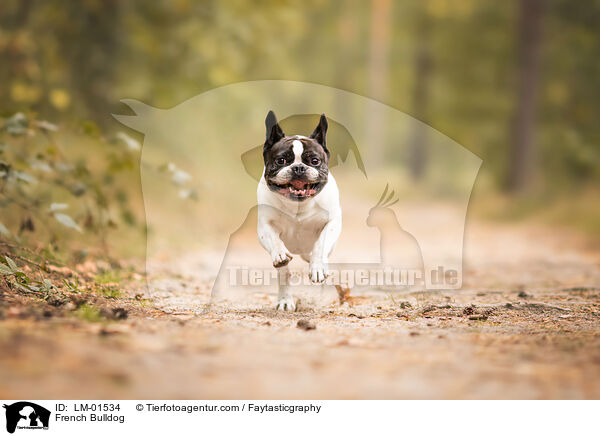 French Bulldog / French Bulldog / LM-01534