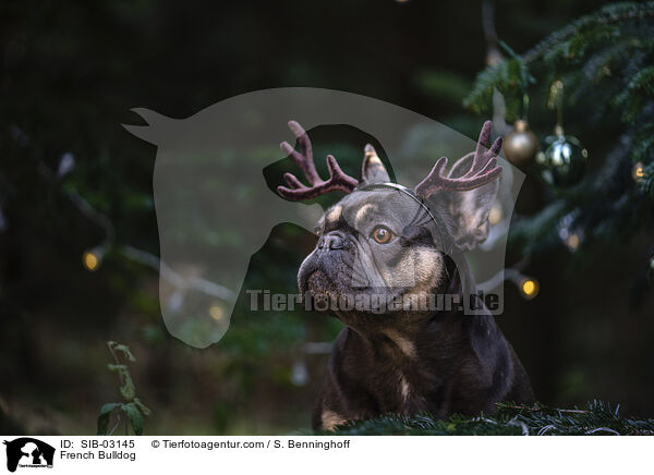 Franzsische Bulldogge / French Bulldog / SIB-03145