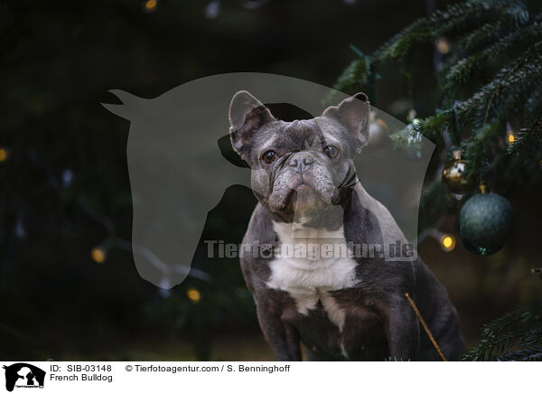 Franzsische Bulldogge / French Bulldog / SIB-03148