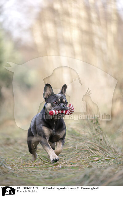 Franzsische Bulldogge / French Bulldog / SIB-03153