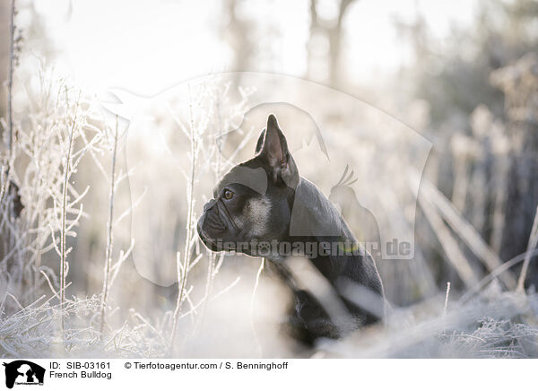 Franzsische Bulldogge / French Bulldog / SIB-03161