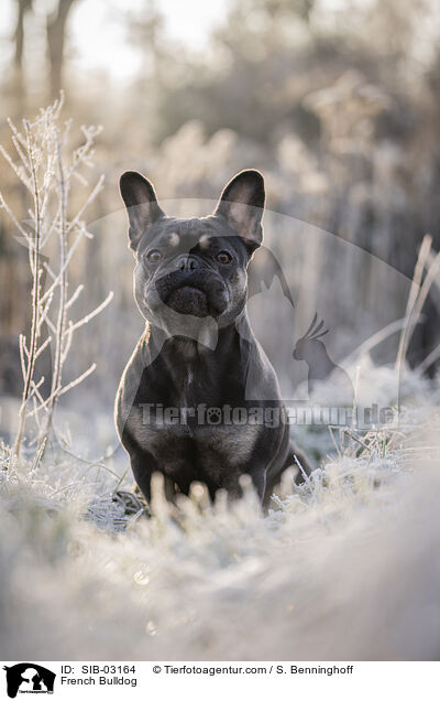 Franzsische Bulldogge / French Bulldog / SIB-03164