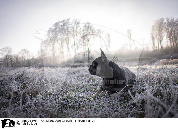 Franzsische Bulldogge / French Bulldog / SIB-03169
