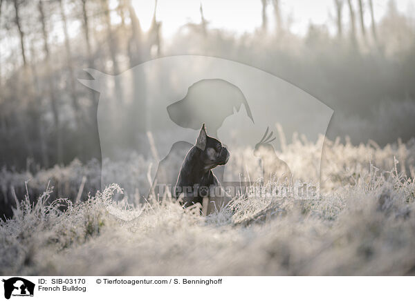 Franzsische Bulldogge / French Bulldog / SIB-03170