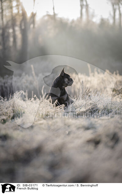 Franzsische Bulldogge / French Bulldog / SIB-03171