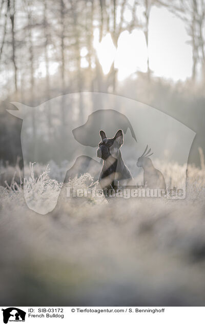 Franzsische Bulldogge / French Bulldog / SIB-03172