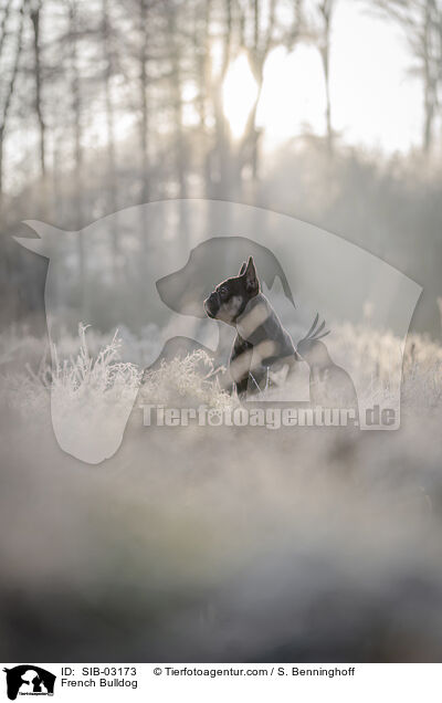 Franzsische Bulldogge / French Bulldog / SIB-03173