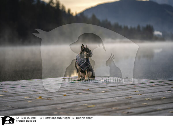 Franzsische Bulldogge / French Bulldog / SIB-03308