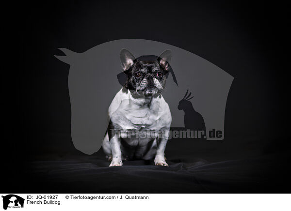 Franzsische Bulldogge / French Bulldog / JQ-01927