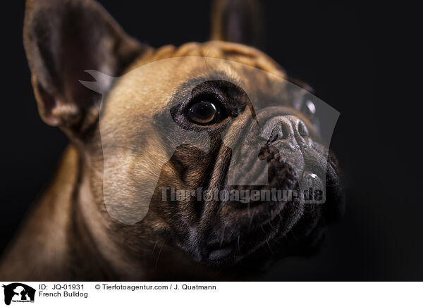 French Bulldog / JQ-01931