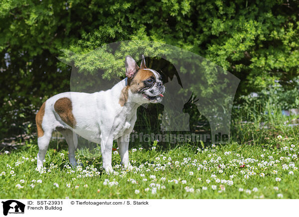 French Bulldog / SST-23931