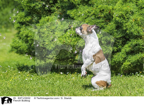 French Bulldog / SST-23932