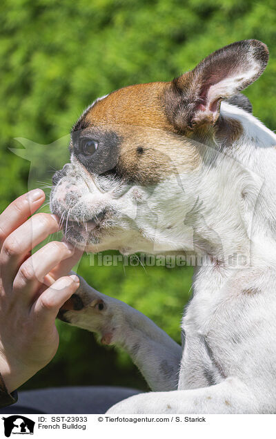 Franzsische Bulldogge / French Bulldog / SST-23933