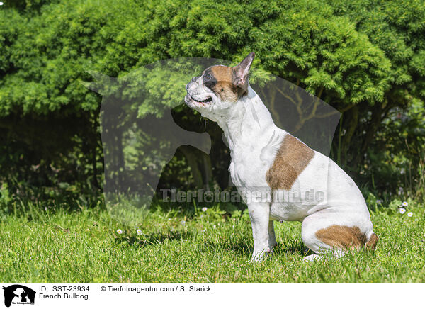 Franzsische Bulldogge / French Bulldog / SST-23934