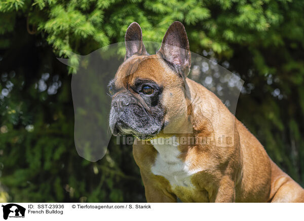 Franzsische Bulldogge / French Bulldog / SST-23936
