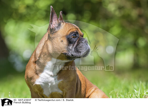 French Bulldog / SST-23937