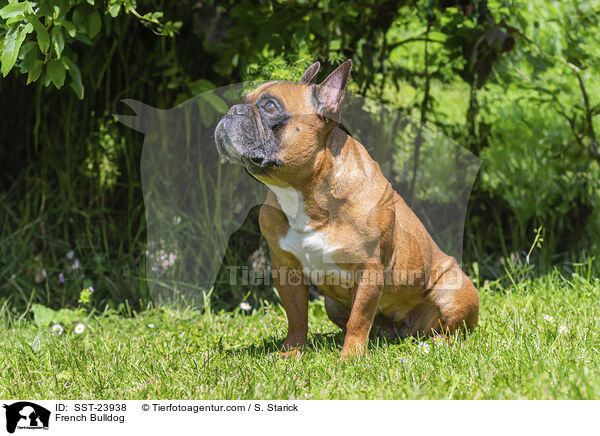 French Bulldog / SST-23938