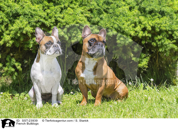 French Bulldogs / SST-23939
