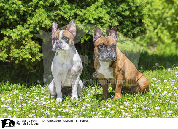 French Bulldogs / SST-23941