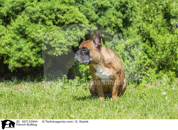 French Bulldog / SST-23944
