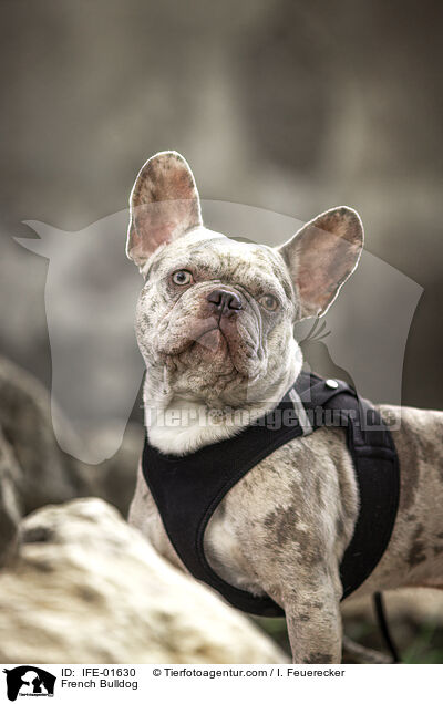 Franzsische Bulldogge / French Bulldog / IFE-01630