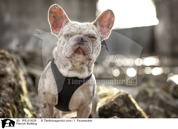 Franzsische Bulldogge / French Bulldog / IFE-01635