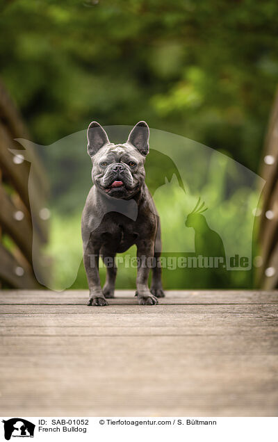 French Bulldog / SAB-01052